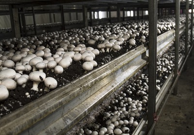 Nonprofit Board Members As Mushrooms?