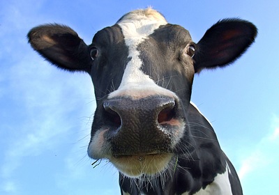 Nonprofits: Think Like the Cows